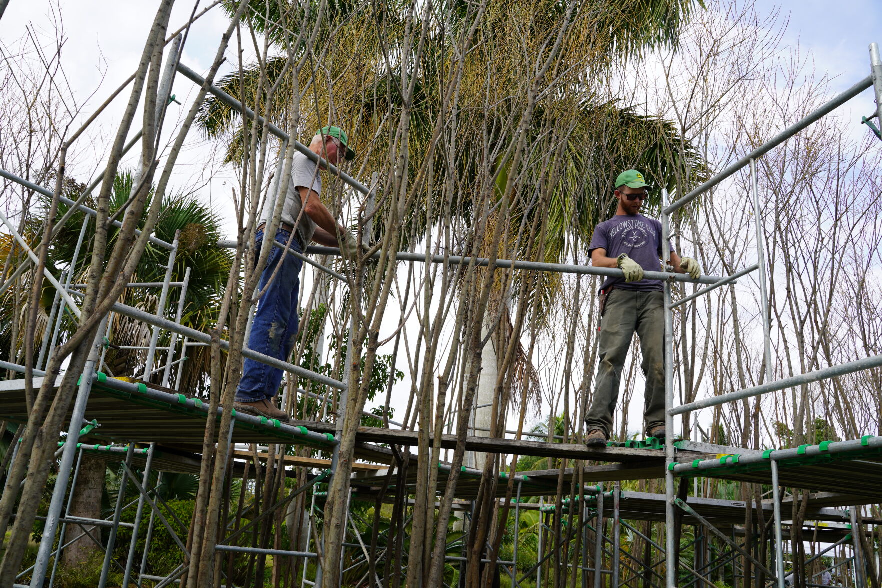 Wild About Willow 1. Internationally renown Artist Sculptor Patrick Dougherty and son Sam on a Scaffold at the early stages of building Sea Change..JPG